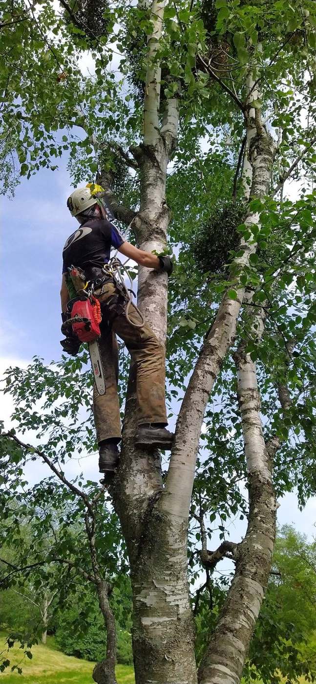 Arborist climbing a tree with ropes and harness