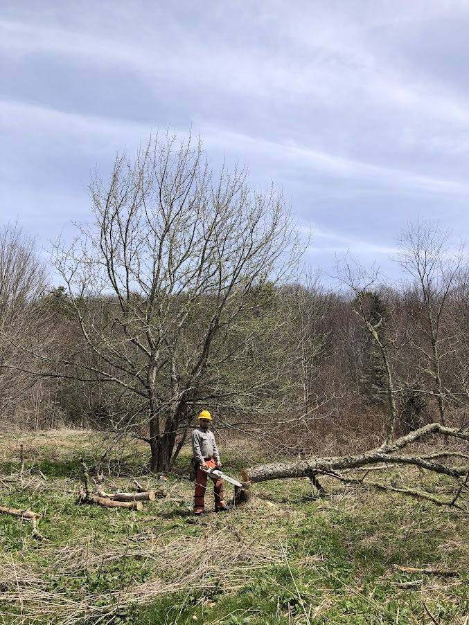 Controlled felling