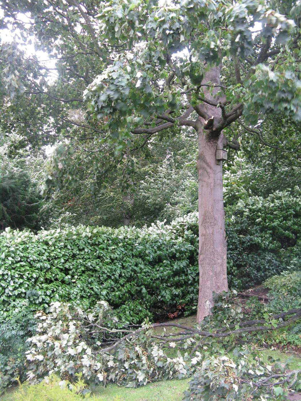 Storm damage